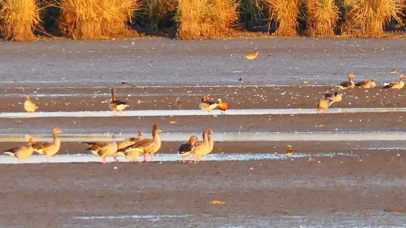 Vonuló madarak csemegéznek a lecsapolt halastavakon
