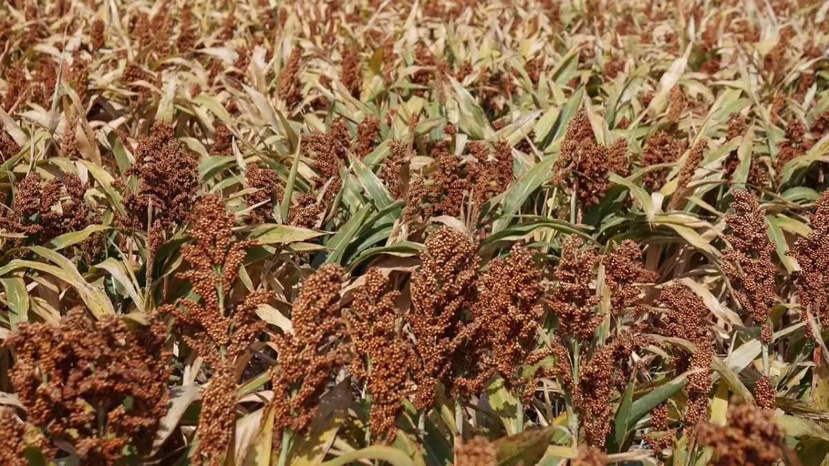 Európai cirokkongresszus: 2025, Magyarország