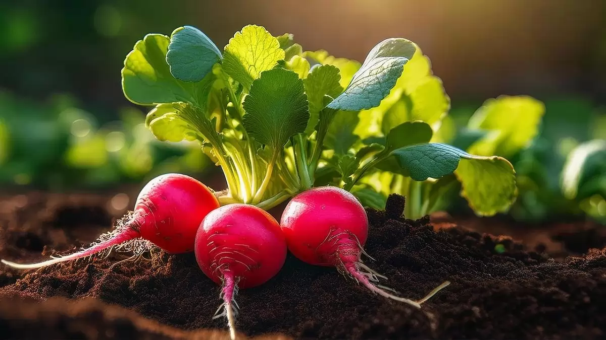 Hónapos retket termesztett a Szupermenta a szarvasi Növényfajta-kísérleti Állomáson