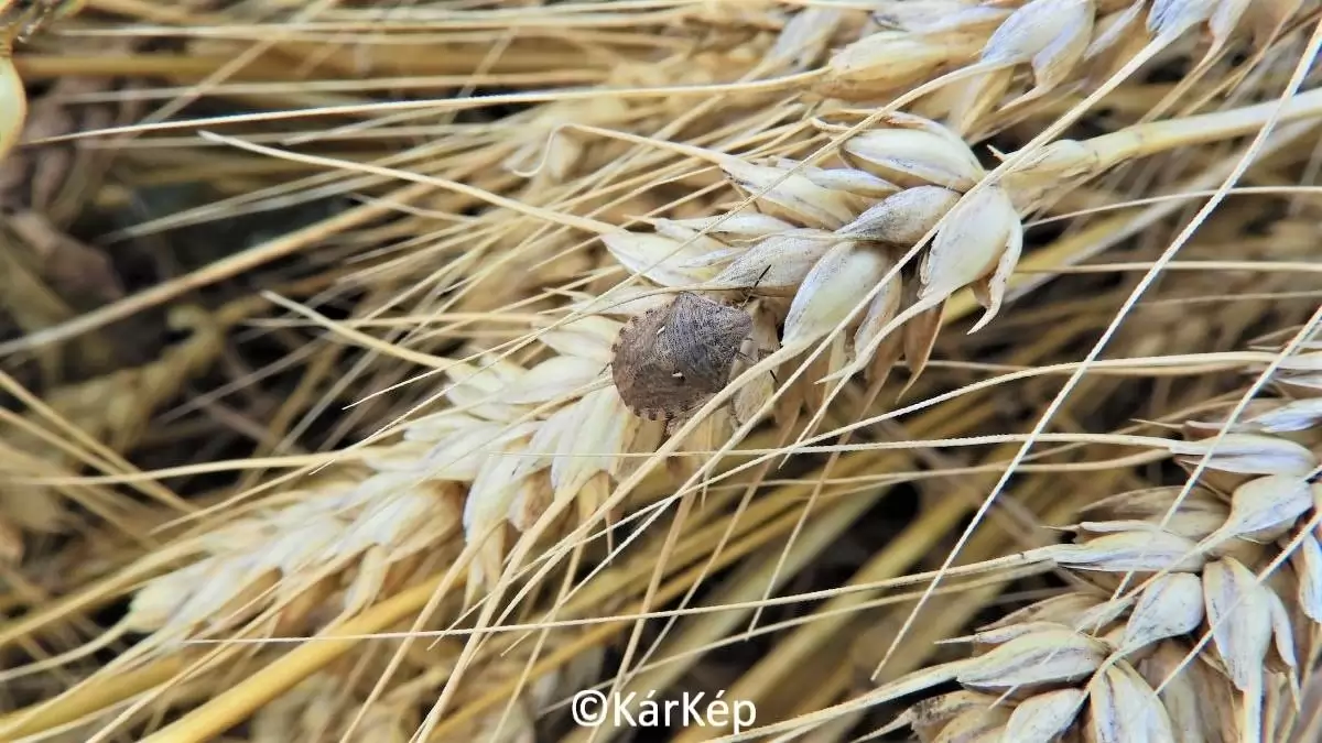  Gabonapoloska a búzakalászon-NapiKép 2023.07.16.