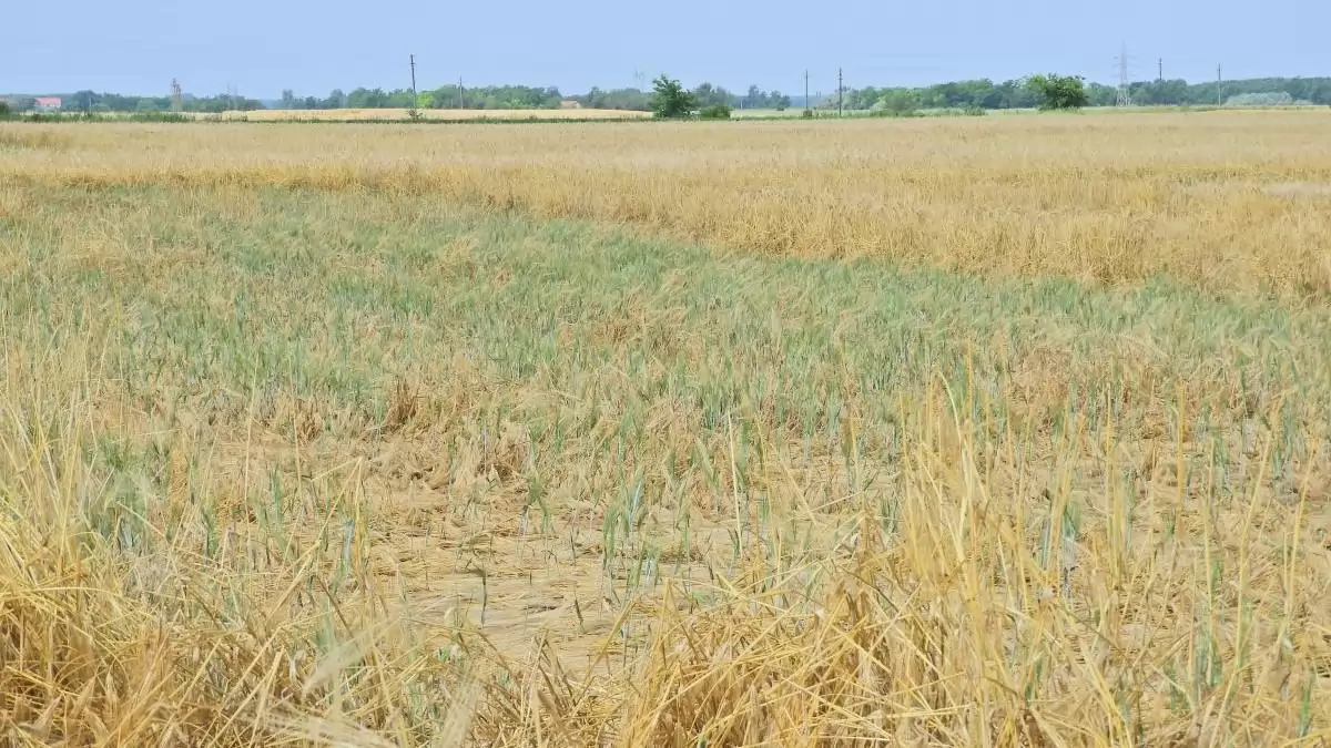 Hírek, információk a szántóföldről
