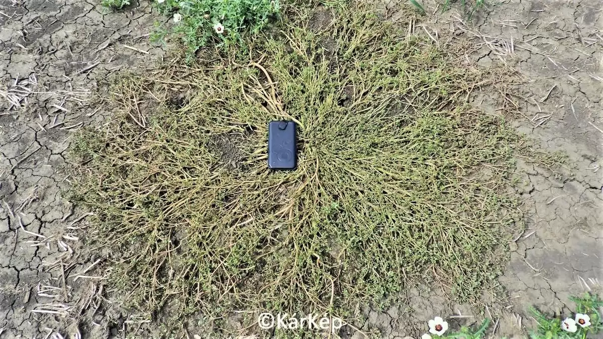 Hírek, információk a szántóföldről - Gyomnövény-e a kövér porcsin?