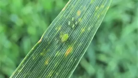 Az első levéltetűkolóniák egyike az őszi árpa levelén-NapiKép 2023.04.01.