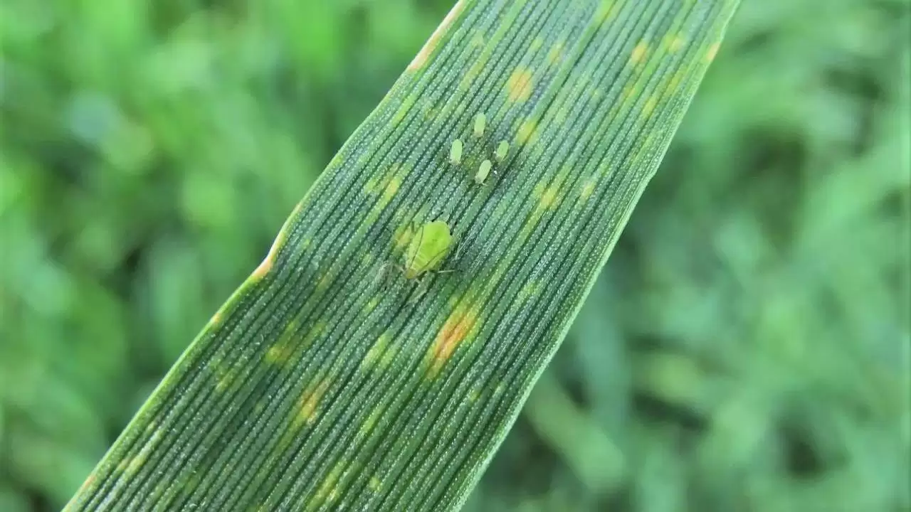 Az első levéltetűkolóniák egyike az őszi árpa levelén-NapiKép 2023.04.01.