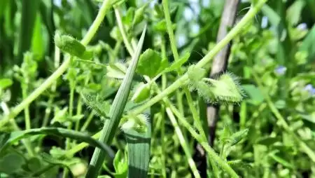 Sorakozó termések a veronikaféle gyomnövényeken-NapiKép 2023.04.02.