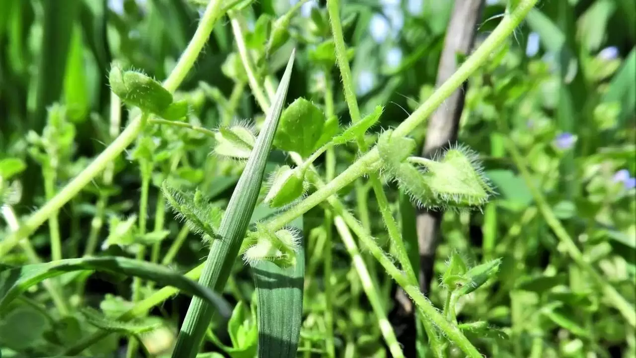 Sorakozó termések a veronikaféle gyomnövényeken-NapiKép 2023.04.02.