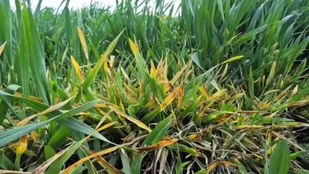 Gabonavírus fertőzésére utaló tünetek egy őszi árpa állományban-NapiKép 2023.04.03.