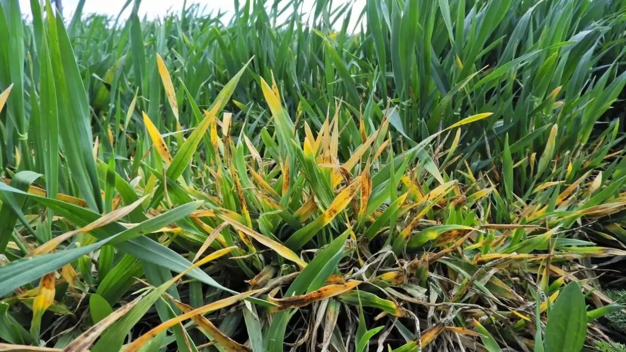 Gabonavírus fertőzésére utaló tünetek egy őszi árpa állományban-NapiKép 2023.04.03.