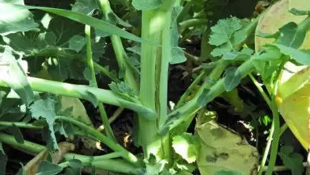 Megindult a főhajtás növekedése a repceállományokban-NapiKép 2023.04.05.