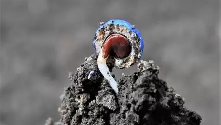 Cukorrépa csíranövény-NapiKép 2023.04.06.