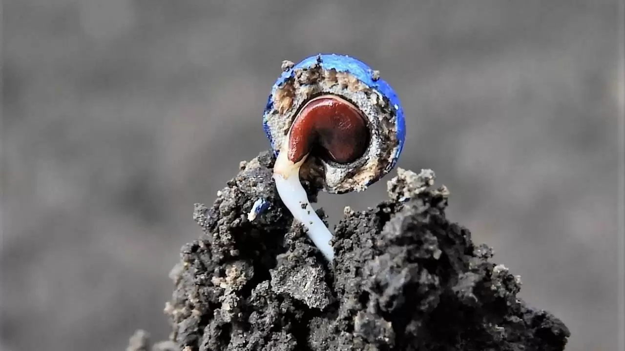 Cukorrépa csíranövény-NapiKép 2023.04.06.