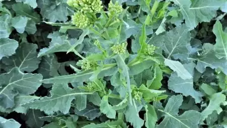 Repceszáron szépen sorakozó, jól fejlett oldalhajtások-NapiKép 2023.04.07.