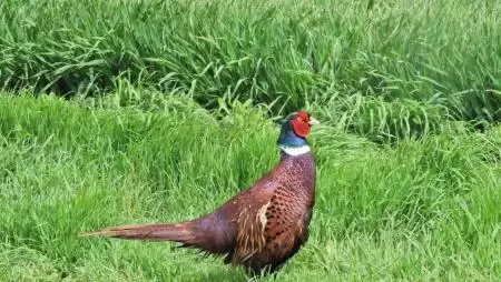 Fácánkakas a határjáráson-NapiKép 2023.04.12.