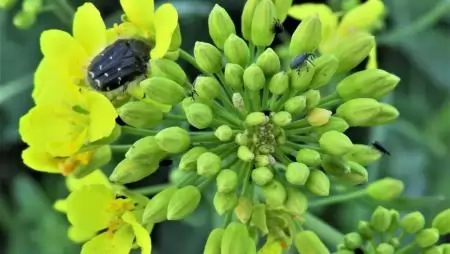 A repcebimbók és virágzat legfontosabb kártevői egyetlen növényen-NapiKép 2023.04.15.