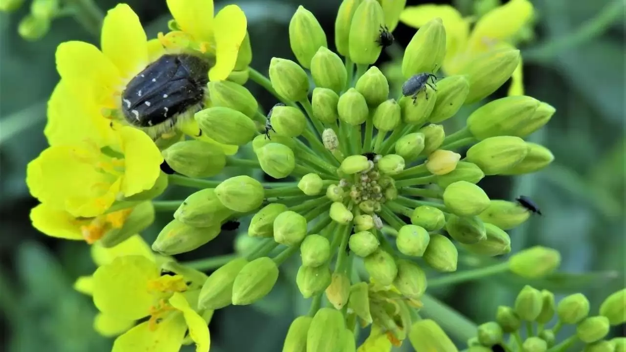 A repcebimbók és virágzat legfontosabb kártevői egyetlen növényen-NapiKép 2023.04.15.