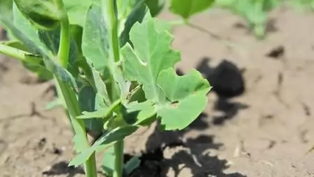 Karéjozó, U alakú rágások a borsólevél szélén? -NapiKép 2023.04.16.