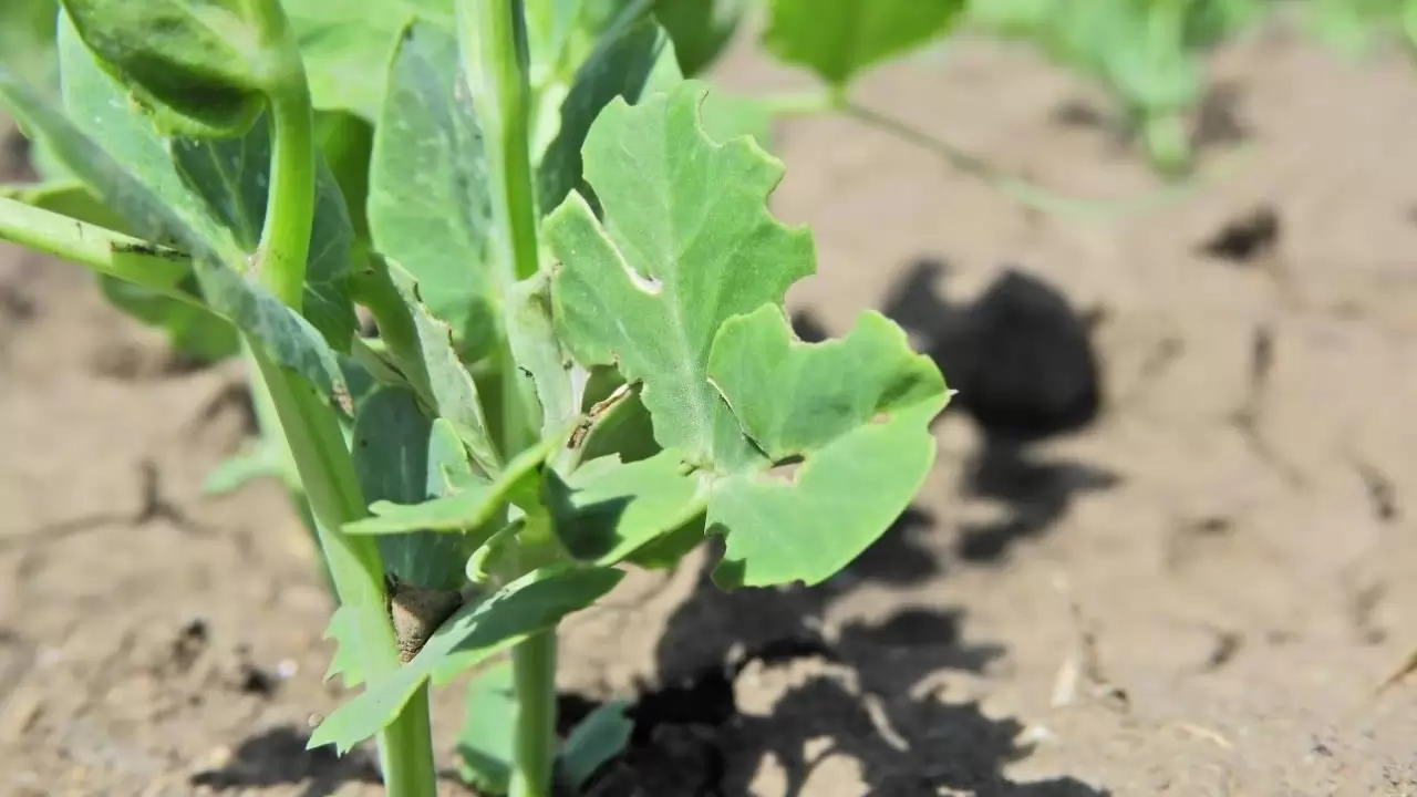 Karéjozó, U alakú rágások a borsólevél szélén? -NapiKép 2023.04.16.