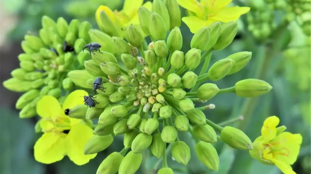 Repcebecő-ormányosok a repce virágzatán-NapiKép 2023.04.18.