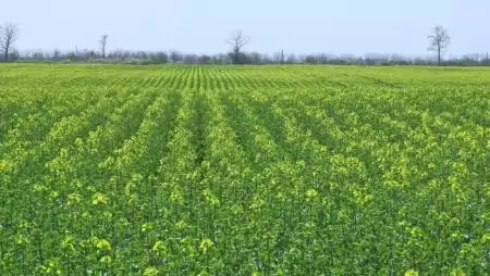 Sárgul már a határ, kezdetét vette a repcevirágzás-NapiKép 2023.04.20.