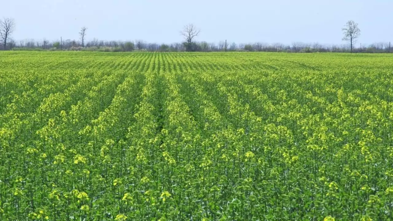 Sárgul már a határ, kezdetét vette a repcevirágzás-NapiKép 2023.04.20.