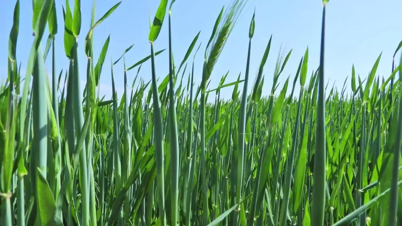 Ez is elérkezett, megjelentek az első kalászok az árpatáblákon! -NapiKép 2023.04.21.