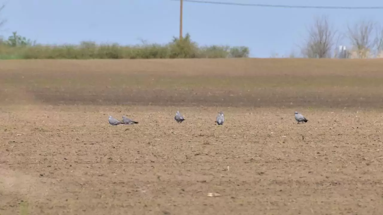 Örvös galambok a napraforgó kelésen-NapiKép 2023.04.22.