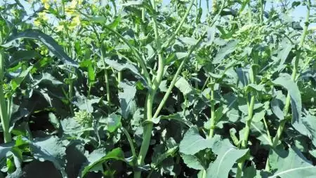 Repceormányos kártételéhez fűződő torzulások a növényeken-NapiKép 2023.04.23.