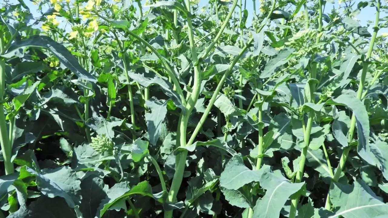 Repceormányos kártételéhez fűződő torzulások a növényeken-NapiKép 2023.04.23.