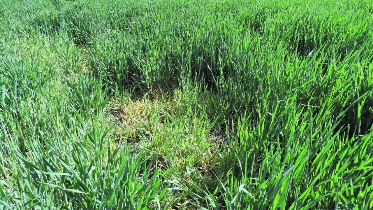 Gabonavírusok által fertőzött növények alkotta foltok-NapiKép 2023.04.24.