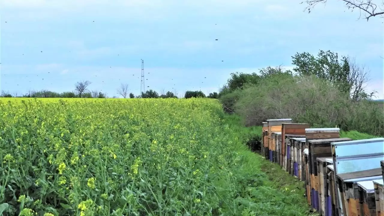 Beporzás, megtermékenyítés, folyamatban! -NapiKép 2023.04.25.