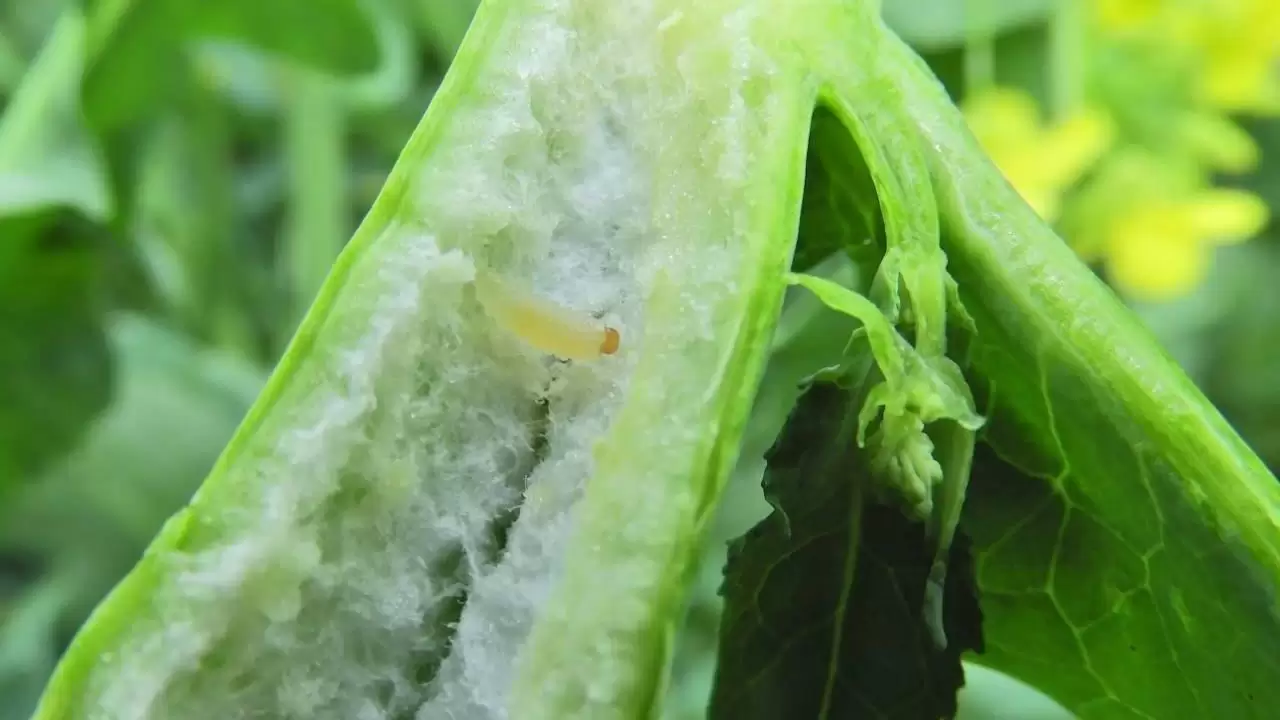 Kikeltek és szépen fejlődnek a repceszár ormányos lárvái-NapiKép 2023.04.26.