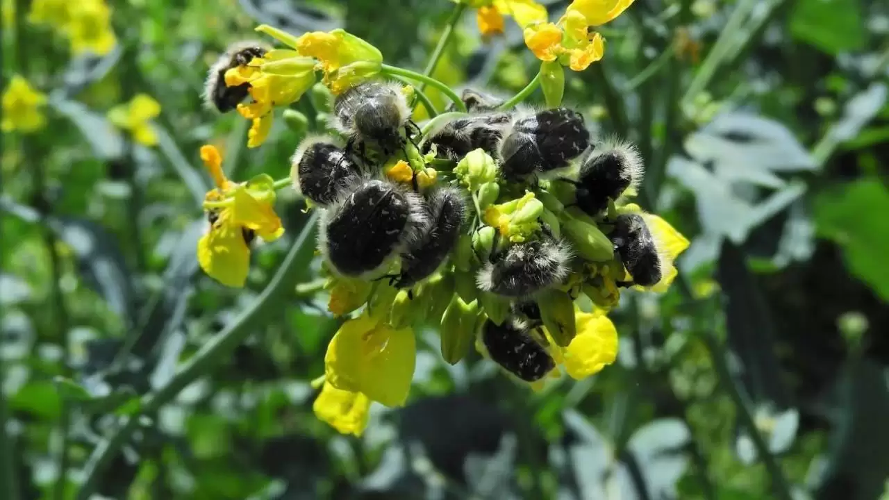 Bundásbogár a virágzó repcetáblán-NapiKép 2023.04.29.