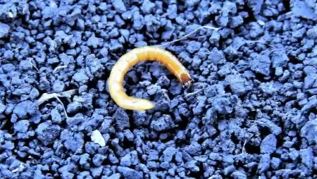 Drótféreg a talajfelszínen!-NapiKép 2023.04.30.