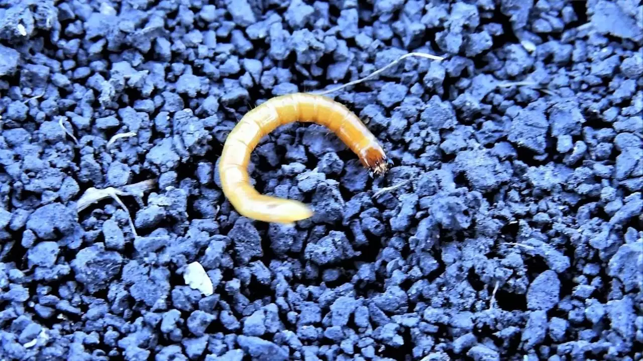 Drótféreg a talajfelszínen!-NapiKép 2023.04.30.