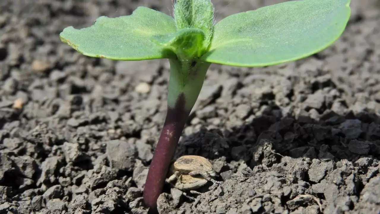 Kukoricabarkók és kártételük a fiatal napraforgón-NapiKép 2023.05.02.