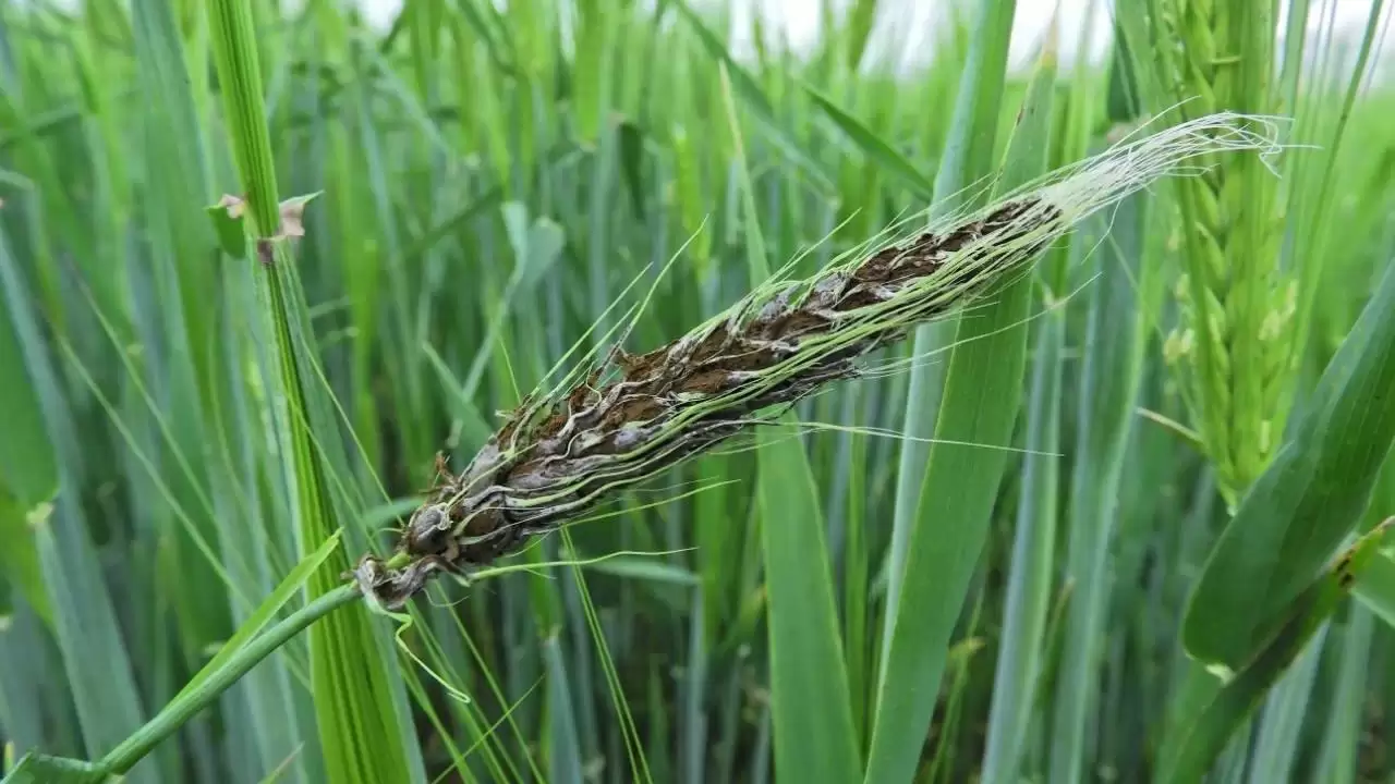 Árpa porüszög jellegzetes tünetei -NapiKép 2023.05.05.
