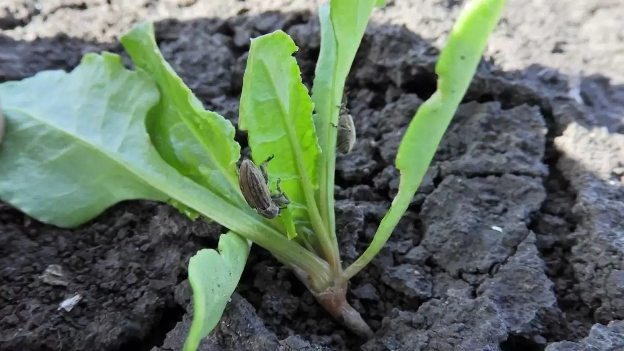 A kukoricabarkó névadó növényén, a kukoricán túl más szántóföldi kultúránkban is károsíthat-NapiKép 2023.05.07.