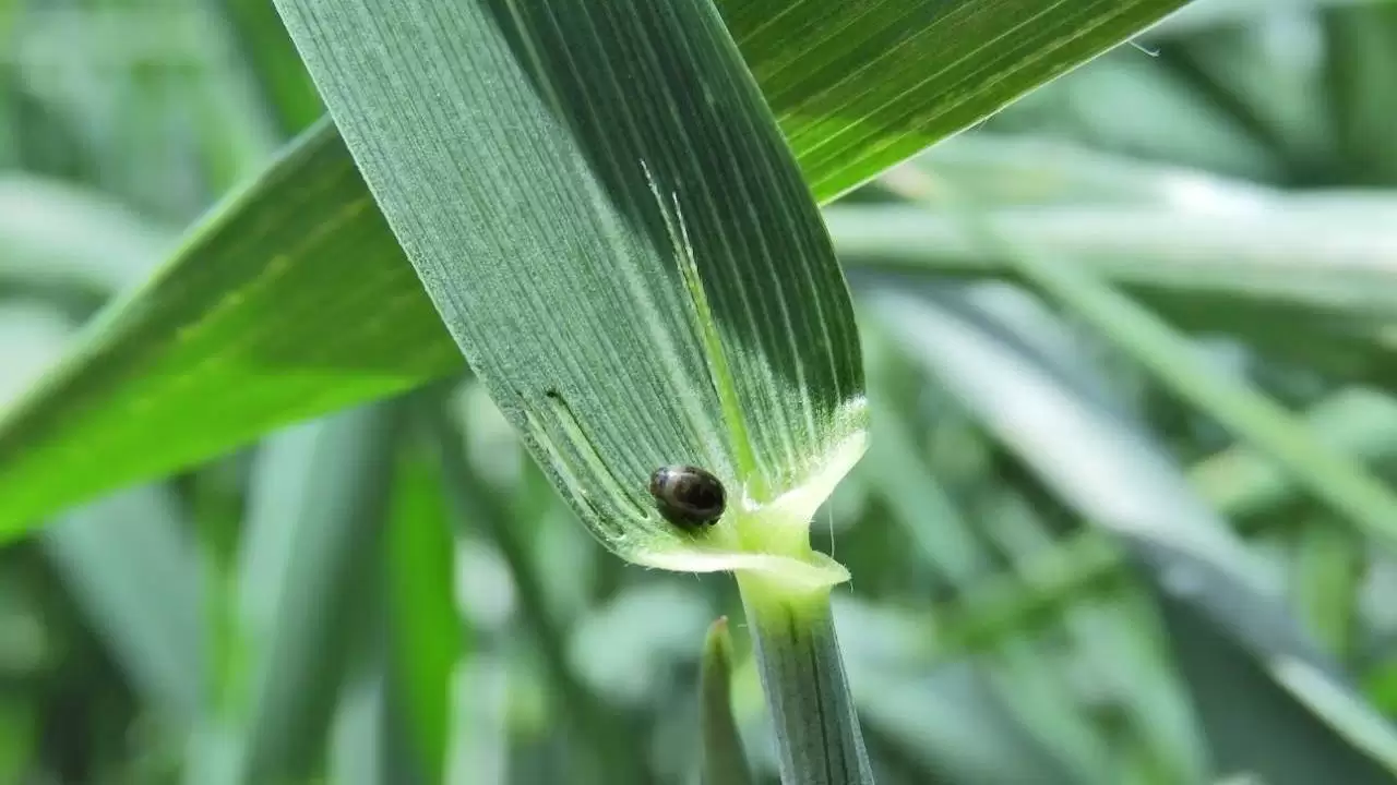 Vetésfehérítő lárva kezdődő kártétele a búza zászlóslevelén-NapiKép 2023.05.08.