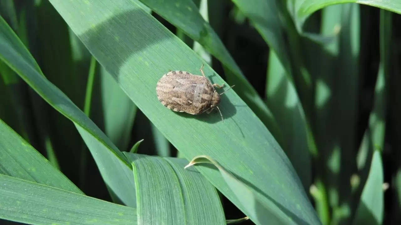 Kalászos gabonák rovarkártevői-NapiKép 2023.05.10.