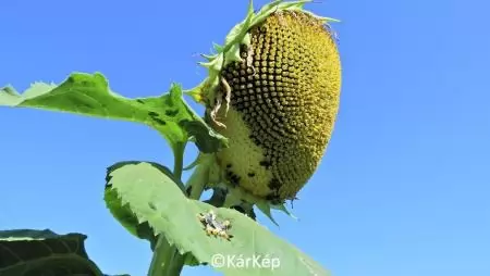 Madarak és kisrágcsálók kártétele a napraforgóban-NapiKép 2023.08.01.
