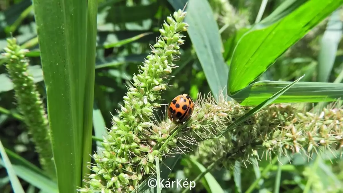 Egyes muharfajok természetes rovarcsapdaként is működnek-NapiKép 2023.08.02.