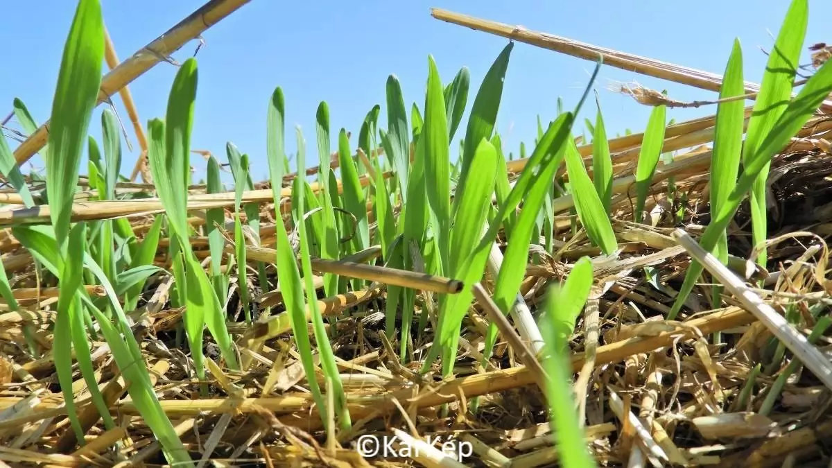 Zöldülnek a gabonatarlók, tömegesen jelenik meg az árvakelés-NapiKép 2023.08.03.