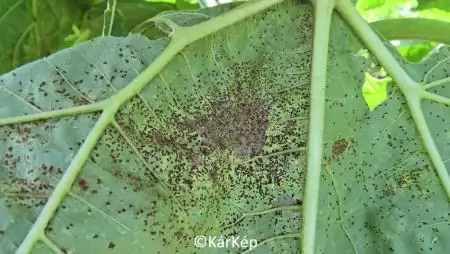 Napraforgórozsda tünetei a levélfonákon-NapiKép 2023.08.04.