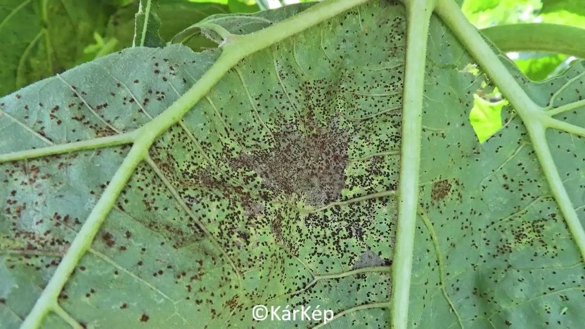Napraforgórozsda tünetei a levélfonákon-NapiKép 2023.08.04.