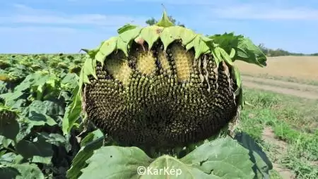 Napraforgótányéron kialakuló madárkár-NapiKép 2023.08.08.