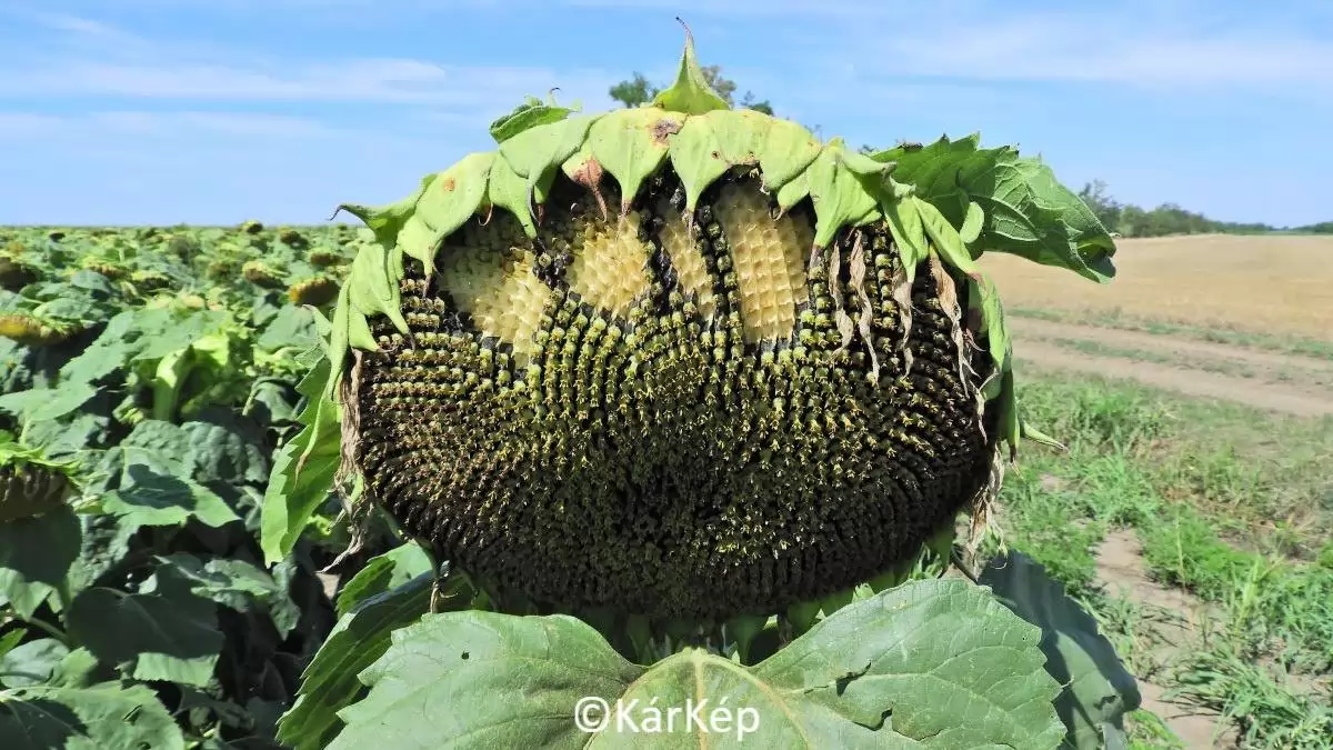 Napraforgótányéron kialakuló madárkár-NapiKép 2023.08.08.