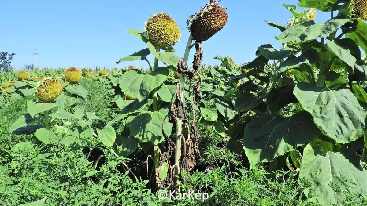 Napiforgótöveket érintő pocokkár-NapiKép 2023.08.10.