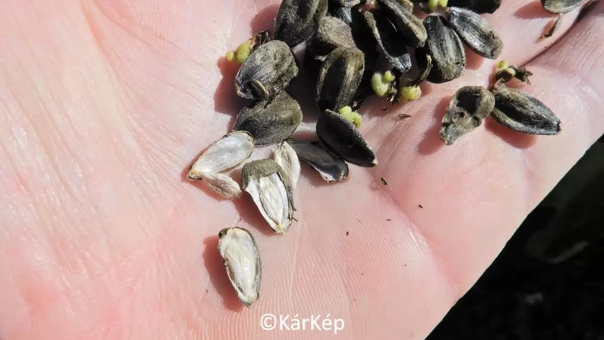 A napraforgótányérok szürkepenészes megbetegedése-NapiKép 2023.08.12.