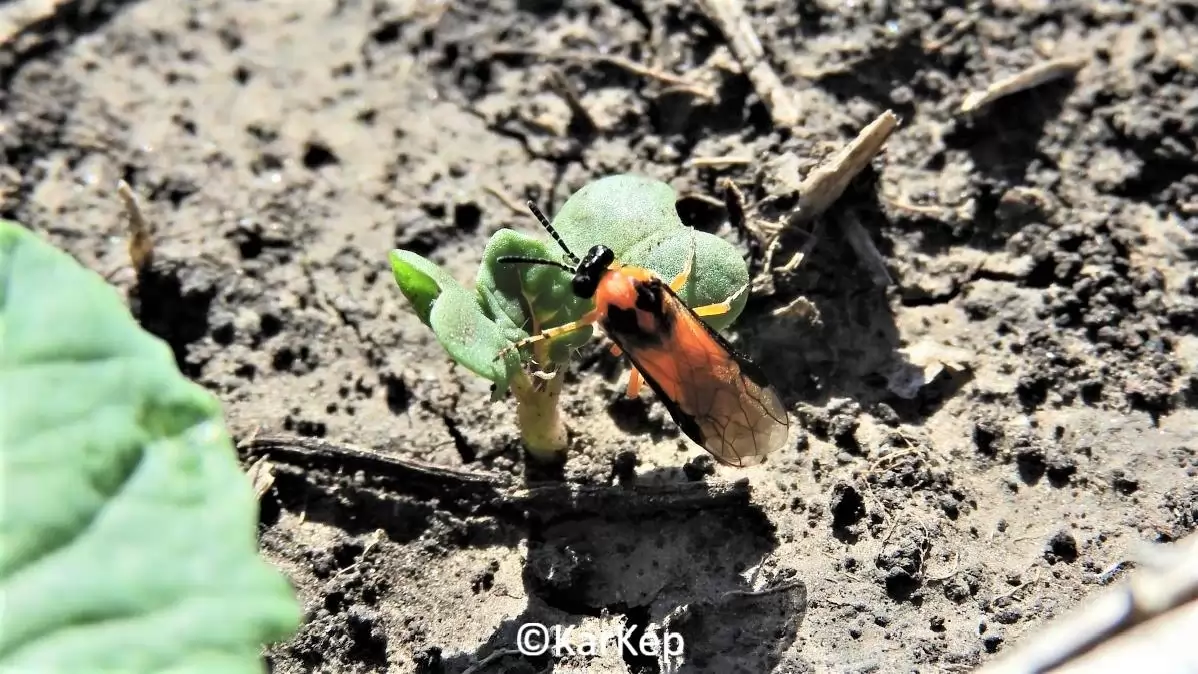 Repcedarázs kifejlett egyede az árvakelésű repcén-NapiKép 2023.08.13.