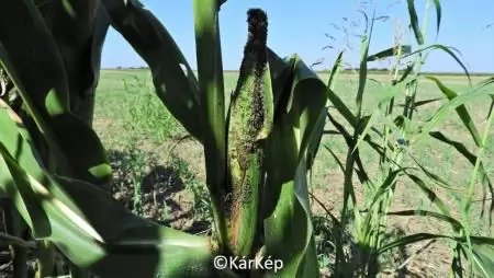 Levéltetűfertőzés egy kukoricacsövön-NapiKép 2023.08.14.